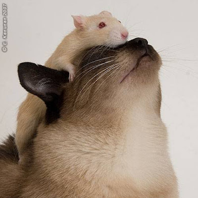 Enemies+can+become+friends.bmp