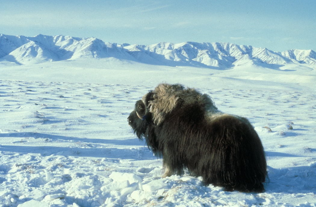 muskox_arctic_tundra1.jpg