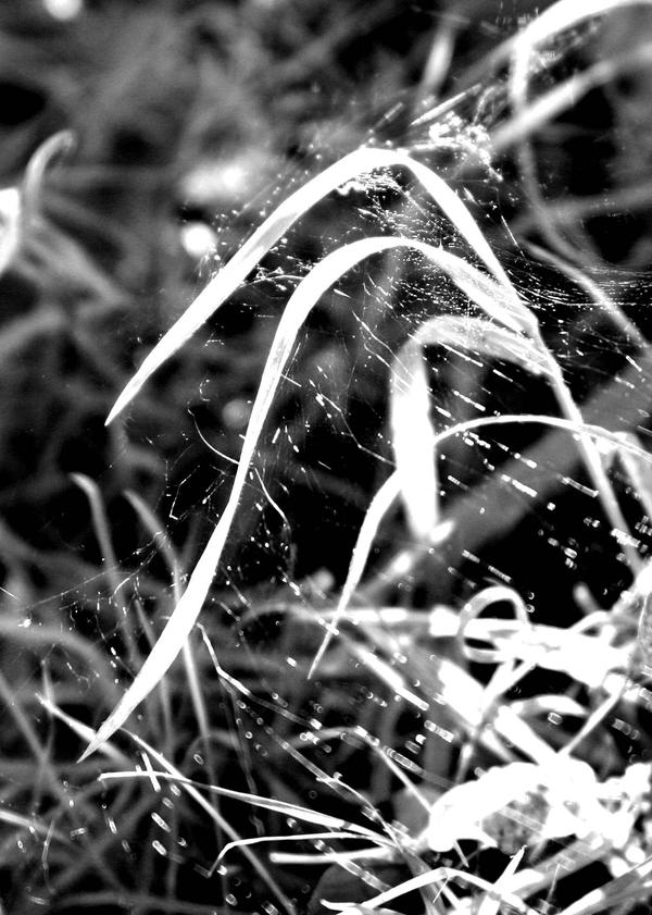 Leafy_spiderweb_thing_by_SgtSwabs.jpg