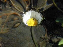 250px-Dscn3156-daisy-water_1200x900.jpg