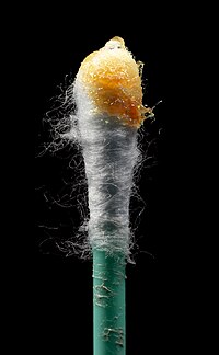 200px-Earwax_on_swab.jpg