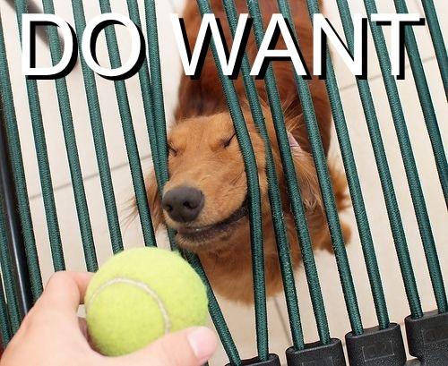 do-want-doggie-ball.thumbnail.jpg
