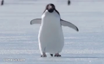 slipping-penguin.gif