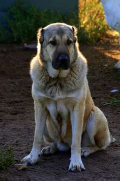 32d35ce024854d8a9868f4f4898305be--amazing-dogs-beautiful-dogs.jpg